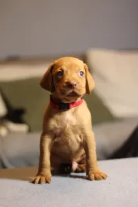 Hungarian Short-haired Vizsla - Ferrari