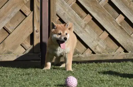 Shiba - Bravados Fumio
