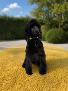 Pudel duży - Black Boy