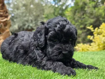 Cavapoo - Zoya
