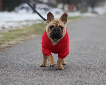 French Bulldog - Yoda