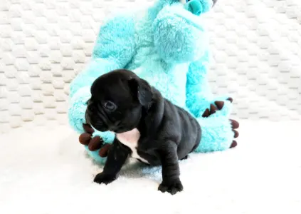 Francia bulldog - Horáció