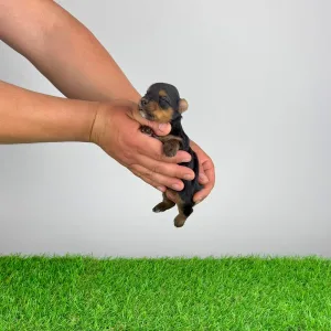 Jorkšírský teriér - Wendy