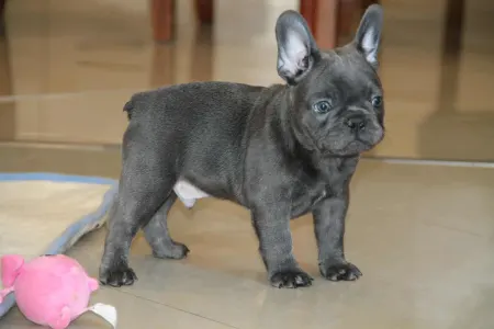 French Bulldog - Johnny 