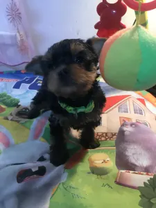 Yorkshire Terrier - Kelly