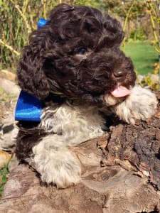 Lagotto Romanjolo - Ali