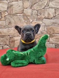 Französische Bulldogge - Dorina