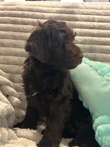 Portugalski pies dowodny - Rita