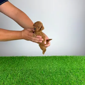 Pudel Toy - Zingo