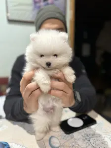 Pomeranian - Sheldon