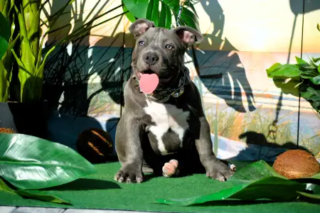 American Bully - Pocket - Bbb.bolo