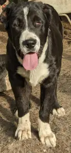 Central Asia Shepherd Dog - Dzhur Iz Zamka Larisi