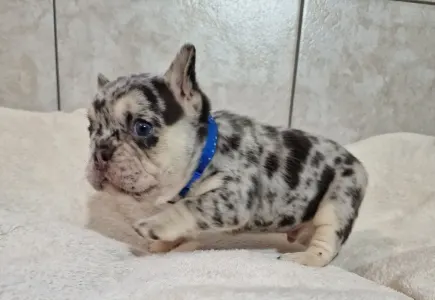 Французский бульдог - French Bulldog Merla Tan Boys And Girls