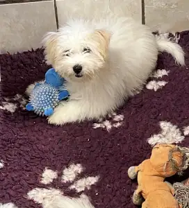 Coton de Tuléar - Monroe