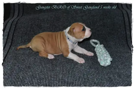 Amerikanischer Staffordshire Terrier - Gangster Bro