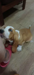 Basset Hound - Ciklon