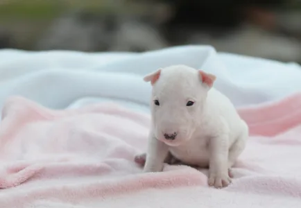 Miniatűr bullterrier - Karla