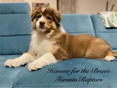 Ausztrál juhászkutya - Honour For The Brave Toronto Raptors