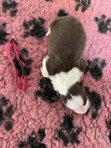 Border Collie - Bordó Nyakörv/ Barna Szuka