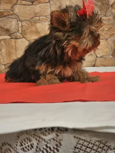 Yorkshire Terrier - Carmen