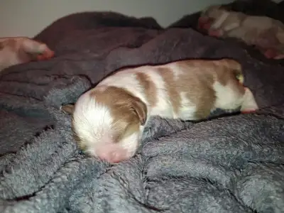 Cavalier King Charles Spaniel - Kiwi