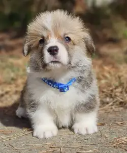 Pembroke Welsh Corgi - Thomas