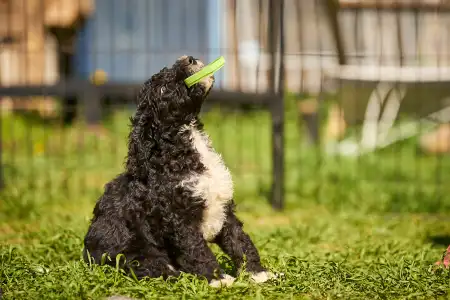 French Water Dog - Fores