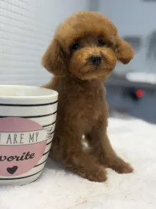 Poodle Toy - Vanda ( Toy/teacup)
