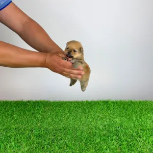 German Pomeranian Spitz - Gatsby