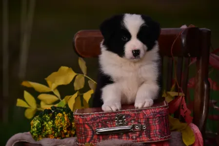 Border Collie - Gingers Heritage Golden Light Of Down