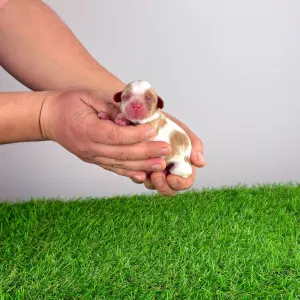 Кавалер кинг-чарльз-спаниель - Helen 