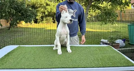 Dogo Argentino - Anuk Los Hijos De Horus