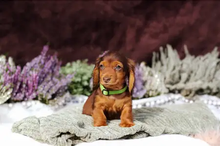 Jamnik - Sólyomvári Koda