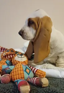 Basset Hound - Arlin