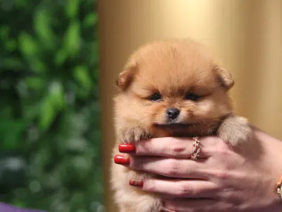 German Pomeranian Spitz - Leonardo๐