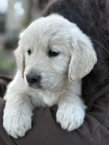 Golden Retriever - Tesa