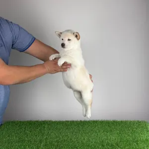 Shiba Inu - Mitsuaki