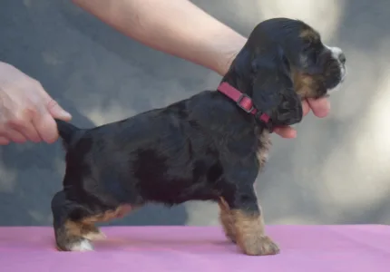 English Cocker Spaniel - Kephallénia Oceanus Memphisz