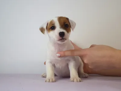 Jack Russell Terrier - Gold Leash Kennel