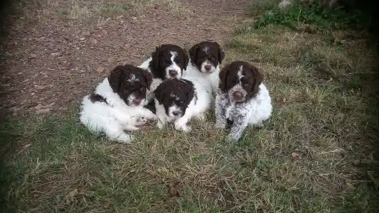 Romagna Water Dog - Lagotto Passion 