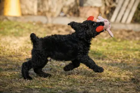 French Water Dog - Enzo