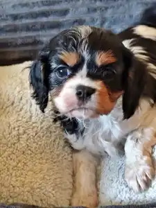 Cavalier King Charles Spaniel - Jade