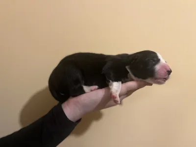 Border Collie - Gracy