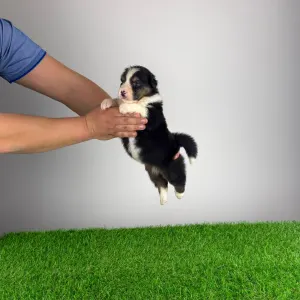 Ciobanesc Australian - Cagan