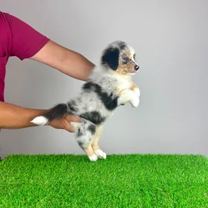 Australian Shepherd - Tamy