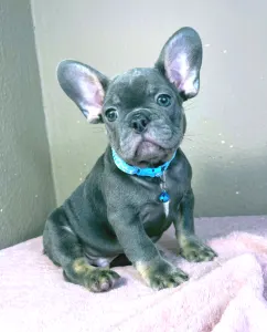 Buldog francuski - Leo