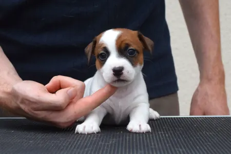 Jack Russell Terrier - Gold Leash Yoko