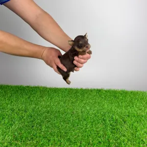 Yorkshire Terrier - Melac