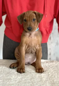 German Pincher - Asterix