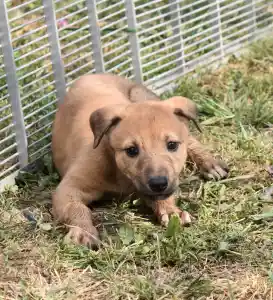 Greyhound - Benji